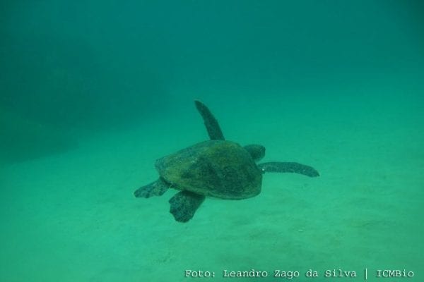 Green Turtle - Tamar Project - ICMBio
