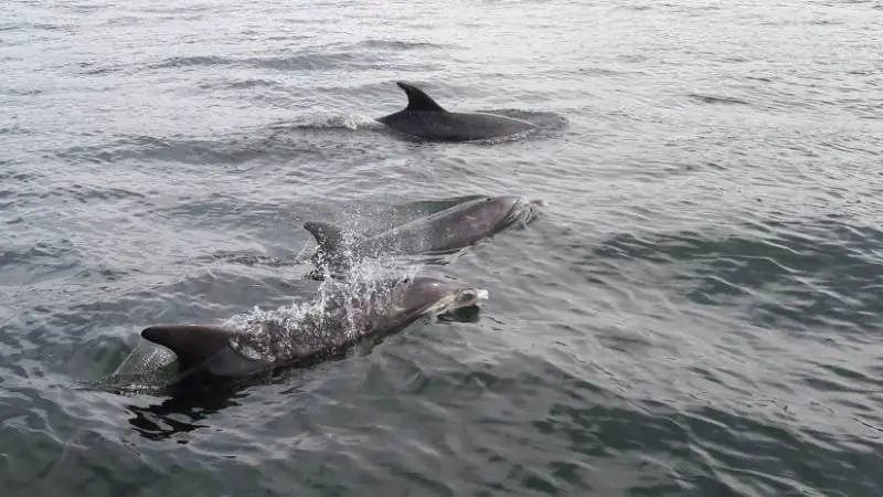Baía dos golfinhos em Florianópolis