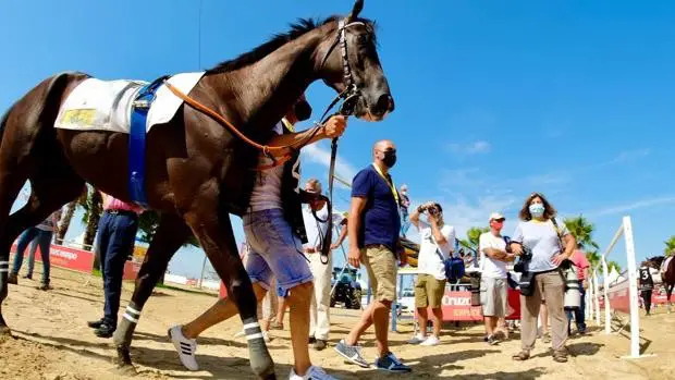 Sequência de movimento de cavalo galopando