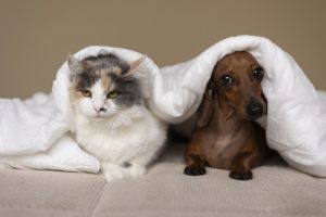 Piante tossiche: scopri quali specie tenere fuori dalla portata di cani e gatti