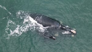 Imbituba registra primeiro filhote de baleia-franca da temporada 2024 em SC